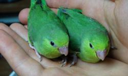 Cute baby Parrotlets, eating on their own now and ready to go to new homes.
They hatched almost 3 months ago now, they are smart, cute, and will make good pets.
Parrotlets may learn to say a few words, are quiet, and may live up to twenty years.
Diet is