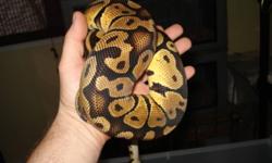 2008 male pastel ball over 800g would make a good breeder as he stayed small.
Also have some hatchlings from this year spider bee and some normals.
Thanks for looking
Will