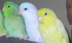 For sale females pastel yellow and pastel blue parrotlets, Asking $150 each.
Unrelated pastel yellow pair. Asking $250
Blue pair (female pied)available at $180 including cage.
Cages and delivery available
