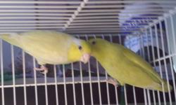 For sale pastel yellow pair of parrotlet. Banded. Asking $250 a pair