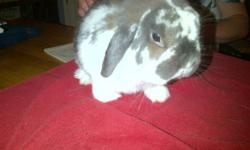 Pedigreed Holland Lop Rabbits
 
1. Male Blue Eyed White
 
2. Male Broke Blue Cream
 
3. Female Broken Tort
 
I am a breeder and looking to downsize, looking to find them homes with other Breeders, 4H or in loving homes as pets. NOT FOR FOOD 
 
I also have