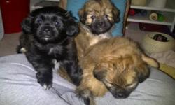 PEKINGESE/CHIHUAHUA
2 MALE 1 FEMALE FIRST PUPPY IS GIRL.
VERY FUN SOCIALIZED PUPS GREAT WITH KIDS.
HAVE HAD FIRST SHOTS.PEE PAD TRAINED.MOTHER 15LBS WHITE PEKINGESE ,FATHER 8 LBS TRI COLOURED CHIHUAHUA
READY TO GO TO THEIR NEW HOMES
CALL 778-240-9301