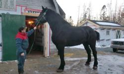 8 yr old percheron gelding weighs over 2000lbs broke single and double good built with good feet.  phone 902 758 5380