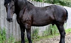 i am looking for a percheron or percheron cross pefferably a mare but a gelding would be fine.i will also consider a clydsedale, clydsedale cross, draft or any horse 1400lbs+ as well. i am a bigger rider so i would need a heavier percheron cross that is
