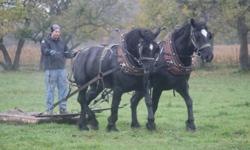 Quiet team of black percherons, one mare and one gelding.  $2000 each.
Both are broke to ride and drive.
The mare is 8 years and the gelding is 5 years old.  Will sell single or as a team.
Please email with more questions.