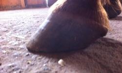 I am a natural trimmer who received training through the AANHCP, www.aanhcp.net. 
The trim is a non-invasive trim which can help with hoof problems ranging from contracted heels, to wall cracks, to founder.
The trim allows horses to move more naturally