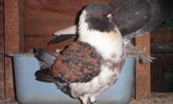 Pigeons 
 
Many different varieties available - $15-$40 each
Breeding pairs available
Well cared for and will provide tips for 1st time owners
 
Call Alfred @ (519) 736-0479