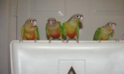 Hi there
 3 pineapples for sale, two female and one male.  They are 7 months old, closed banded and DNA papered. They eat pellets Zupreem Avian Diets.
$325 each.
If you are interested than contact me by email or call me after 4pm,
647-547-3269.
Thanks