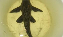 MAKE OFFER! Will look awesome in a larger tank. This Pleco is approx 11"-12" long and will be too big for my tank this winter as I bring in my pond fish. Very healthy. One this size is usually huge bucks.
IF YOU ARE READING THIS AD, THE ITEM IS STILL