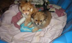 These are very fluffy, tiny, playful and well socialized pups. They are presently weaned and paper trained and will be ready for new homes in the next few days. Both mother and father are here with the pups. There are two females and two males available.