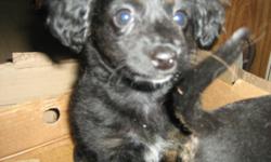 POO - CHI PUPPIES
(POODLE X CHIHUAHUA)
WELL SOCIALIZED
RAISED UNDERFOOT
WITH CATS N KIDS AND OTHER DOGS AS WELL !
WORMED AND FLEA TREATED
 DELIVERY AVAILABLE
CALL TEXT OR EMAIL TO
MIKE N MAGIE
705-938-0831