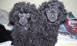 Black Poodle puppies. Ready to go anytime. Have had 1st and 2nd shots and dewormed. Eating very well. Have been crate trained and raised in the house.  . Make very good family pets. Very smart and lovable.  Well socialized with other dogs and cats etc.