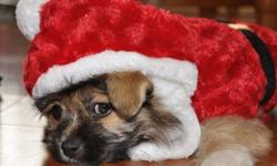 Cute Porkie (Yoranian)  Yorkie/Pomeranian
12 weeks old Fluffy Little Girl
Needing a good home in time for the Christmas.