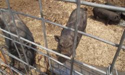 1 young boar & 1 young sow pot bellied pigs - you need to pick up.