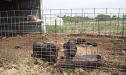 1 Pair of mature pot bellied pigs