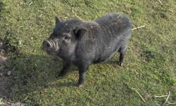 I have a young male pot belly pig for sale.  He is gentle I had a harness on him this summer.  He will take food from your hand but is still a little nervous just will take some time.  He comes running when he is called and has quite the personality.  To
