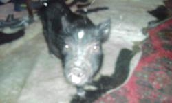 Pot Belly Pig for sale, Price is $75 . He is 15 lb. 12 weeks old. Comes with cage, Harness and leash, pig food, ball that he plays soccer with treats go in it, dish for food and mat. Loves to play gets a long with cats ,dogs, and kids. He go out side to