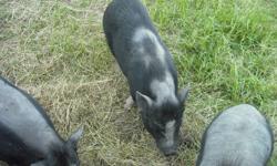 5 Pot Belly Pigs for sale. These are farm pigs and would liketo see all 5 go as a family if possible to a good farm home.  All 5 pigs to go for $75.00 if going individually then they are $40.00 each.  Mom and dad are 3 years old and the others are 1 male