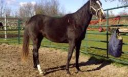 "River"
 
2 yr old thoroughbred mare. Very pretty. Will make a nice dressage horse. Up to date on farrier etc.