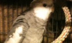 11 year old female grey split to white named pepper
2 year old whiteface named dusty
Both hand tame, Proven breeding pair. Can come with cage and breeding box for extra $50
MUST GO TOGETHER!
I also have a 2 year old hand tame male whiteface. that can come