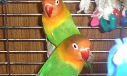 Proven breeding pair of Fishers Lovebirds.  Approximately 6 years old, life expectancy of 15 to 20 approx.  Have been producing babies for last 3 years.
Price includes 2 breeding boxes and baby lovebird formula as well as toys.
First photo shows the