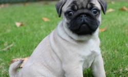 CKC Registered Pug puppies for sale to approved pet homes. Our puppies are raised in our house and are well socialized. Most of our sires and dams are champions and we breed first and foremost for Health & our next show quality puppy to help better this