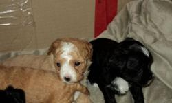 There are two dogs that have had puppies approximately a week apart, the mothers and their babies are in need of loving homes.  These dogs are a part of a rescue effort; both mothers require a special home, with lots of love.  They have both been good