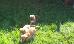 Hi There I Have 6 Puppies For Sale Need Gone ASAP There Lab Boxer But Look Like Boxers..Mom Is A Black Lab And Dad Is A Boxer!!!!. I have 1 girl and 2 boys. LEFT..Very healthy have been dewormed and first set of shots ....Really friendly loves kids and