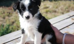 We have 7 ADORABLE Puppies for sale. The Mom is a Pure Australian Shepherd, and the Dad is a Blue healer-Collie cross. They are six weeks old, eating and drinking on there own.
There are 1 females and 7 males. The puppies will be a mid size there Mom is
