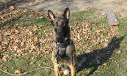 hey i have a male pure bred belgian malinois, named chopper he is 2 1/2 yrs old, i am looking for someone who aswell has a pure bred belgian malinois, female to breed with chopper, all i am asking is for 1st 2 picks out of the litter, and then the rest