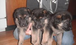We have four pure bred german shepherd puppies, one black, three black and tannned.
We are taking deposit's of $100.00 and parents are on site.
For more information please contact,
Mike 705 - 594 - 1953
     or  705 - 493 - 0711