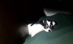 Tri-spotted Micro Chihuaua.
This puppy is a female and is very healthy and active.
She is considered to be a Micro Chihuaua due to her size. She is just over 2lbs.
She will not be growing any more.
She has been kept the longest due to her size, and to