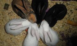 I Have 3 Pure Bred Mini Rex bunnies for sale that are already litter trained. I have a 2 blacks - both males and 1 white with ruby eyes -  male. They were born September 27th and will be ready to go November 22. I am asking $40.00/each or I will accept