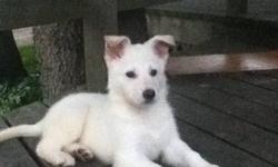 I have a white shepard puppy for sale. she is pure white and very friendly. she is great with other dogs and children. It upsets me to say good bye but i have recently moved out and am not able to have pets at the new place. She is about 6 months old. She
