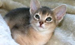 I have 1 Blue Male Purebred Adyssinian Left from a litter of 5 kittens, 2 were Ruddy's and 3 were Blue. 
 
He is extremely playful, healthy, and happy.  He is being socialized with an big adult dog. He will be ready to go to his new loving home around