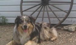 I have a one year old male purebred australian shepherd for sale. He is a blue merle. Very, Very smart well trained dog.  he is house trained, doesnt bark. good with cats, cats and other dogs.  I am moving and unfortunately cant take him with me. I have