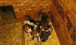 Purebred Beagle Puppies
for sale
I have seven Beautiful Purebred beagle puppies for sale. I am Asking $375.00 for these Puppies. I will take a $100.00 down payment to hold your puppy. They will be ready to go on November 17 but can be taken this Saturday.