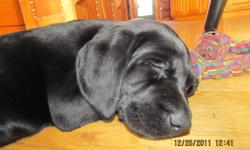 Female black lab puppy for sale. The last available puppy from a litter of eight.
Mom is a purebred chocolate lab and Dad is a purebred black lab. Both parents are on site for viewing.
Puppy is being sold without papers for $350 firm. She has had her