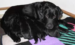 Purebred Labrador Retriever Puppies
Blacks
Males and Females Available
Born January 7th
Ready to go home at 8 weeks of age (any time after February 25th)
Puppies are raised in our house and come with the following
- Canadian Kennel Club (CKC) Registered
-
