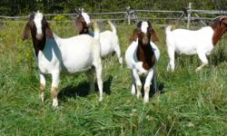 Purebred traditional boer goat bucks for sale $500 ea.  Born 1st week of March and ready for breeding this fall.  Sire: TR24415