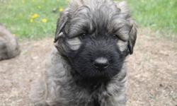 Loyal, smart, excellent at obedience, Bouviers. Non shedding, docked tails and dewclaws, first shots. Born April 16. Ready to go. Blonde, black and brindle. Can not go wrong with a Bouvier. Amazing pets!