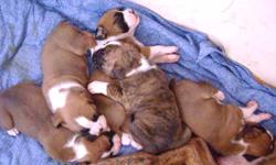 We have 5 very cute boxer puppies left for sale ,2 fawn males and 2 brindle and 1 fawn female ,  tails have been docked and dew claws removed ,and a vet check , a $100 deposit will hold a puppy. They will be ready to go to their new home Feb. 8th 2012