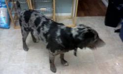 PETS NEED LOVE 2 ADOPTIONS HAS A BEAUTIFUL PUREBRED CATAHOULA MALE DOG LOOKING FOR HIS FOREVER HOME. HE IS ABOUT 2 YRS OLD HE HAS BEEN NEUTERED. HE IS GREAT WITH PEOPLE, ANIMALS AND CHILDREN. HE WAS NOT GIVEN UP BECAUSE OF ANY ISSUES CAN BE EXPLAINED IF