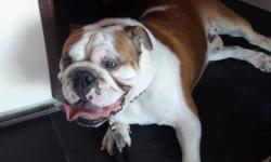 Purebred brown and white English Bulldog. Never had problem with children or other dogs. Estimated at a year old. not fixed,  But recently vet checked. Beautiful dog that id hate to get rid of. but due to space i have to. I want him to go to a loving