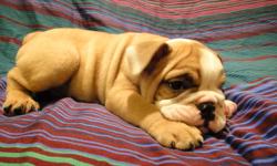 PUREBRED ENGLISH BULLDOG PUPPIES READY TO GO NOW!
THEY HAVE COMPACT BODIES
AND A LOT OF WRINKLES
5 MALES AVAILABLE
THEY COME:
VET CHECKED
DE WORMED
1st SET OF VACCINES
MICRO-CHIPPED
FOR MORE INFORMATION PLEASE CONTACT:
EDISON 647 669 3630
ANDREA 647 833