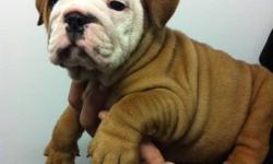 PUREBRED ENGLISH BULLDOG PUPPIES READY TO GO NOW!
THEY HAVE COMPACT BODIES
AND A LOT OF WRINKLES
 
1 MALE AND 3 FEMALES AVAILABLE
THEY COME:
VET CHECKED
DE WORMED
1 SET OF VACCINES
MICRO-CHIPPED
WE ARE LOCATED 25 MINUTES FROM TORONTO
FOR MORE INFORMATION