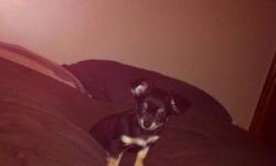 Beautiful 7 week old purebred female long haired chihuahua black and gold
This ad was posted with the Kijiji Classifieds app.