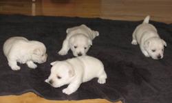 Purebred Female Westie Puppies (3) CKC registered, First shots, Dewormed, 1 year Health Guarantee, Vet Checked, Sold on a non-breeding contract, Price included 13% HST.
Video to view on You Tube"Kippenridge New Puppies Sept9_11"