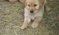 Purebred golden retreiver pups looking for a good home!
Farm and family raised, these pupies are laid back, affectionate, and well mannered! The puppies have their first shots and are dewormed.
The mother, Jazzy, had a beautiful litter of 10. Jazz and