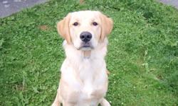 I have a male Purebred Golden Retriever who is 10 months old.  He is fully house trained, neutered , up to date will all shots.  He is very loving and great with kids.  Hard to have to find him a new home but family situation has changed.  VERY important